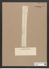 Thalassiothrix frauenfeldii Grun. (de-Toni-Nr.: Genus 67, Species 2669) Zeichnungen Sammlung Grunow Nr. 5449 (NHMW-BOT-W0373865)